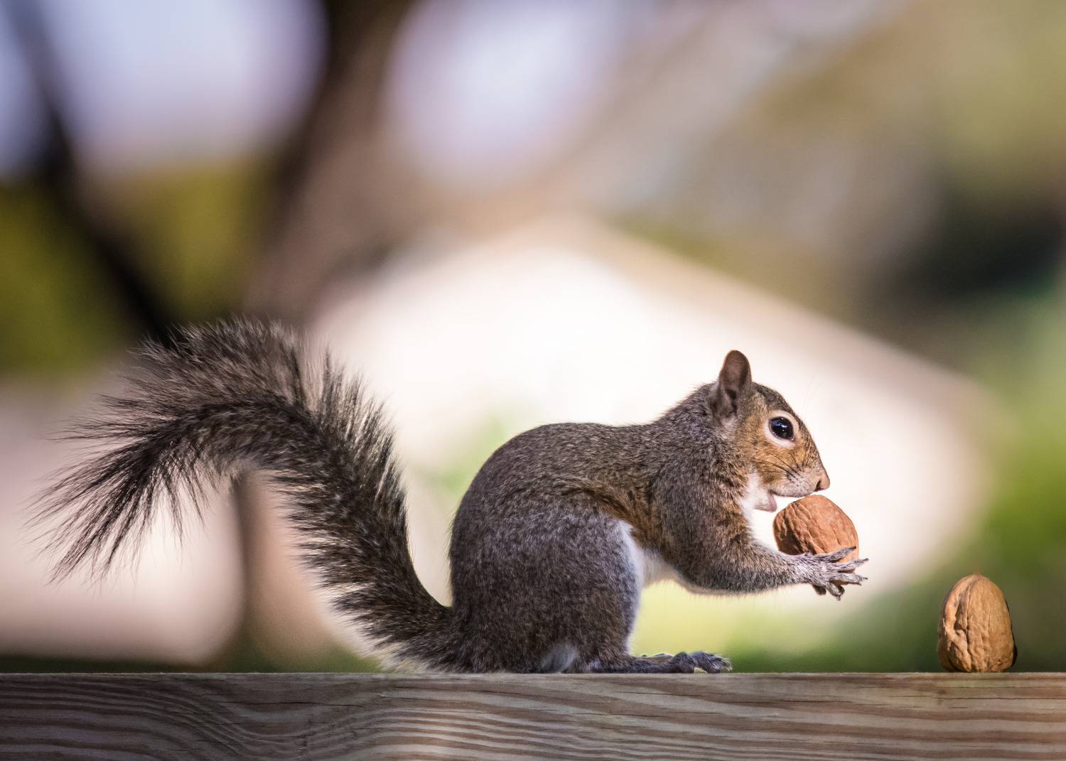 Effective Ways to Get Rid of Squirrels