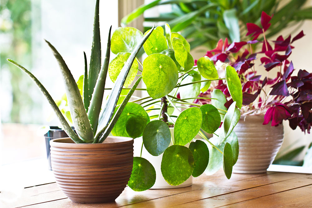 5 Best Air-Purifying Indoor Plants