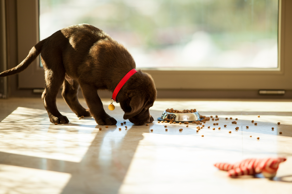 Best Dog Foods to Prevent Health Risks