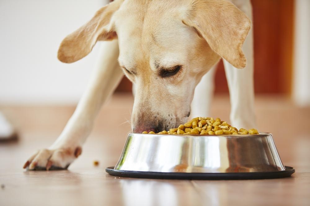 Dog Foods to Avoid and Eat If Your Pet Has a Sensitive Stomach