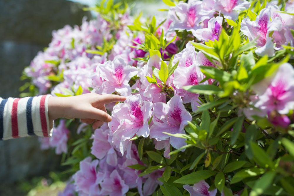 Pruning of the azaleas plant