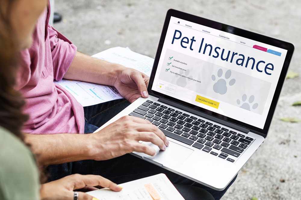 4 Best Pet Insurance Companies in the US