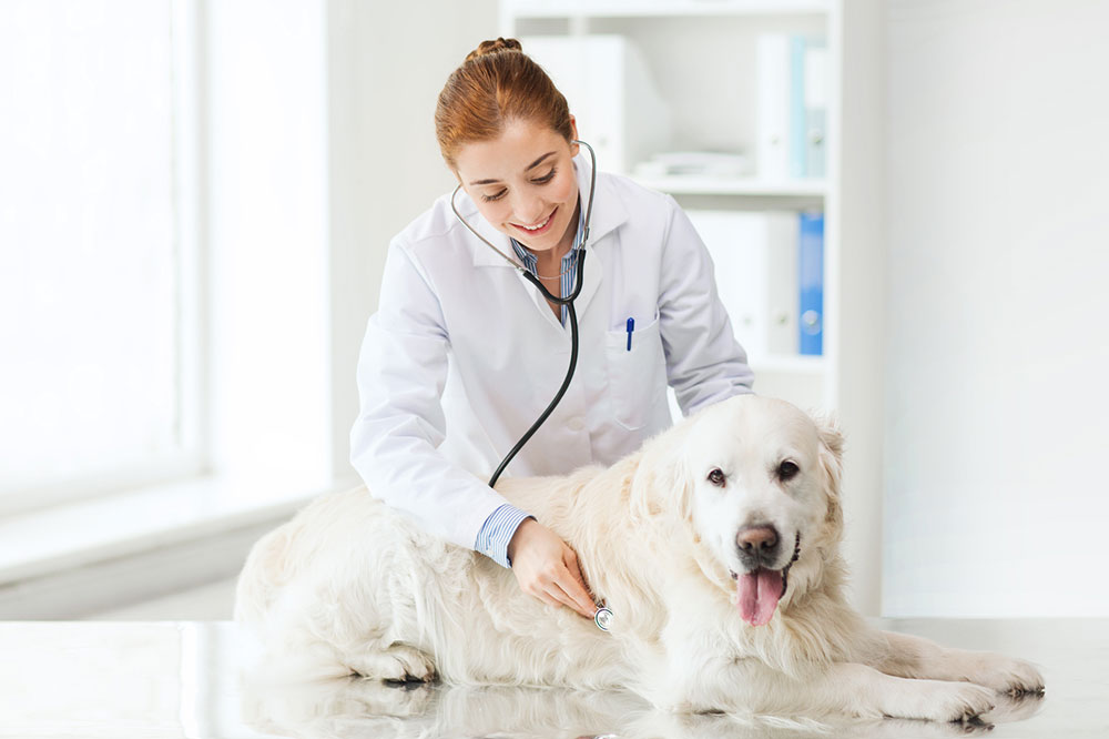 Tips on choosing the right pet insurance for your fur baby