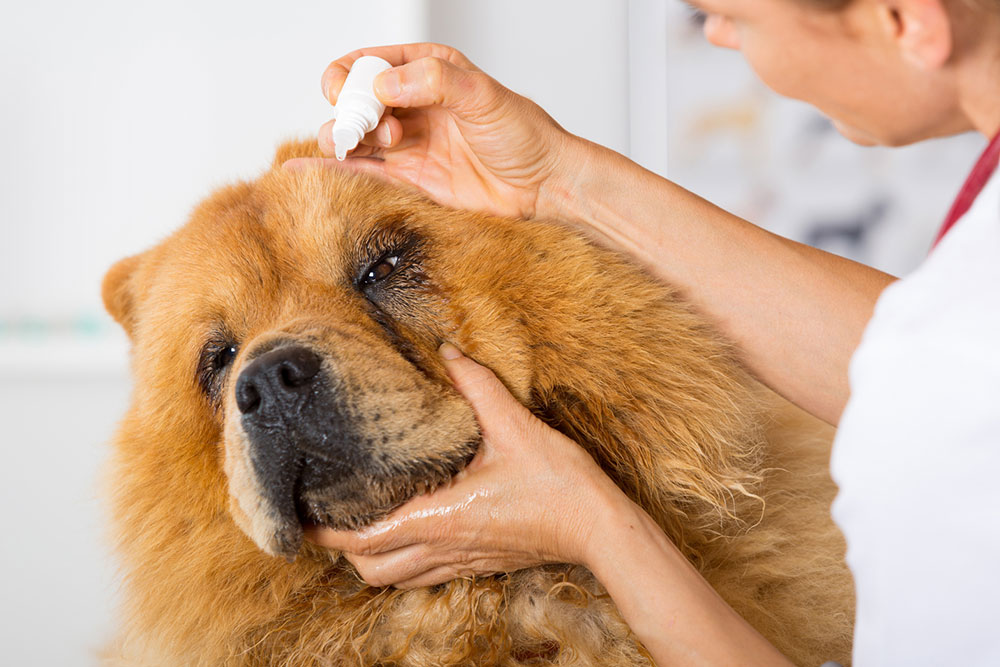 Top dog allergies and their treatments