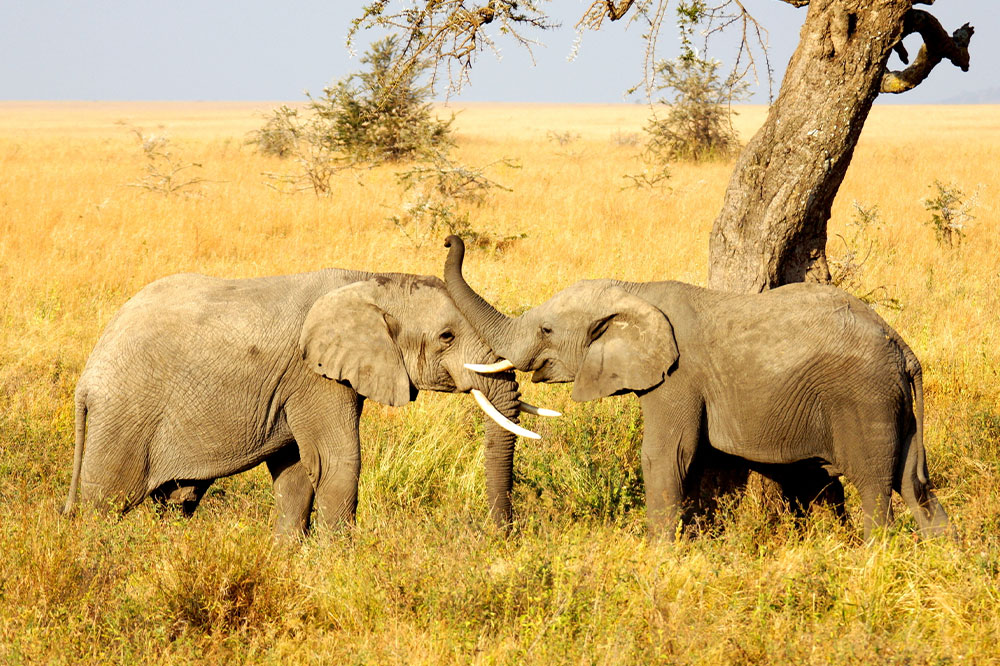 Explore the Wild and Adventurous Life of Africa