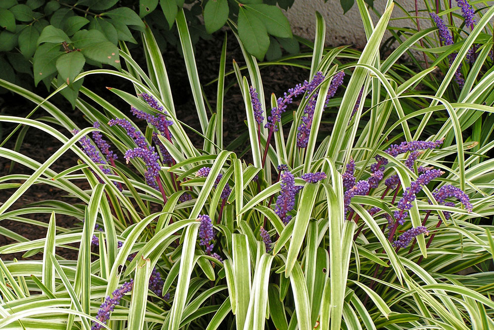 3 Easy Ways to Get Rid of Fountain Grass